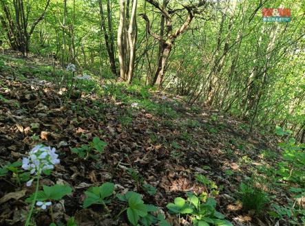 IMG_20250423_114911_666.jpg | Prodej - pozemek, trvalý travní porost, 2 141 m²