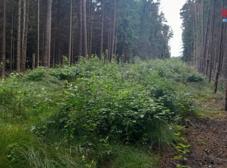 Obrázek WhatsApp, 2025-07-30 v 09.44.15_6b54edb8.jpg | Prodej - pozemek, les, 3 179 m²