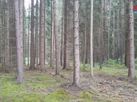 Obrázek WhatsApp, 2025-07-30 v 09.44.15_40a95a7f.jpg | Prodej - pozemek, les, 3 179 m²