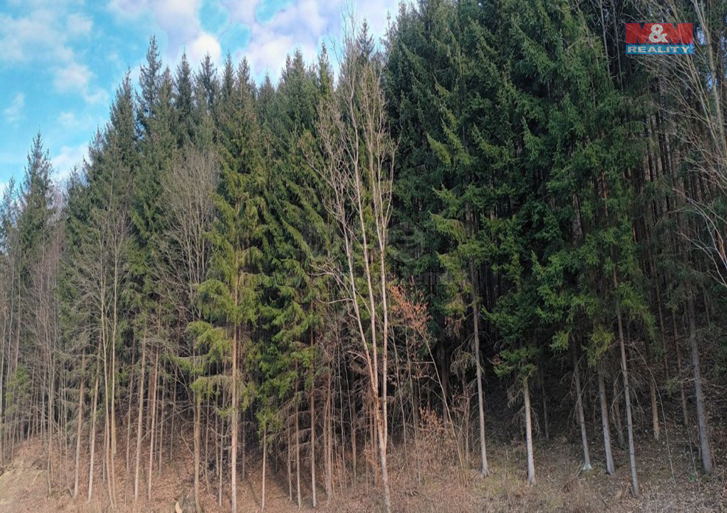 foto lesa.jpg