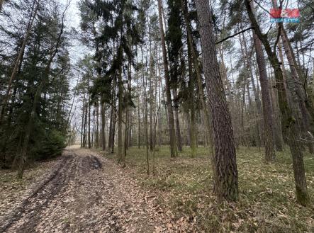 IMG_0515.jpeg | Prodej - pozemek, les, 6 794 m²