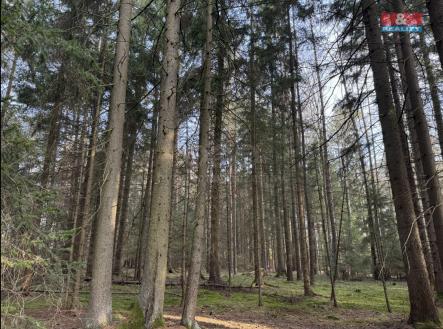 IMG_0508.jpeg | Prodej - pozemek, les, 7 067 m²