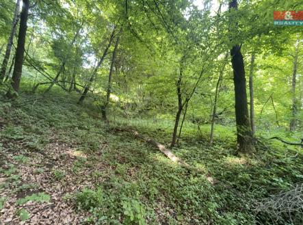 IMG_2700.jpeg | Prodej - pozemek, zahrada, 2 923 m²