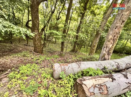 IMG_3575.jpeg | Prodej - pozemek, zahrada, 333 m²