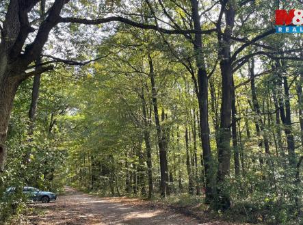 3d3091c8-0db2-491f-8ef1-551077328af5.JPG | Prodej - pozemek, les, 845 297 m²