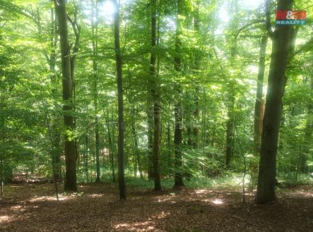 foto 1.jpg | Prodej - pozemek, les, 50 199 m²