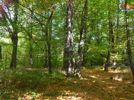 918279 - Pronájem zahrady, 2295 m², Stříbrná Skalice | Pronájem - pozemek, zahrada, 2 295 m²