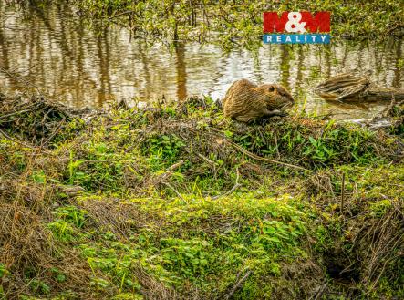 POZEMEK LSTENI ZVER-2.jpg | Prodej - pozemek, ostatní, 2 605 m²