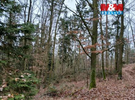 IMG-20251204-WA0005.jpg | Prodej - pozemek, les, 9 178 m²