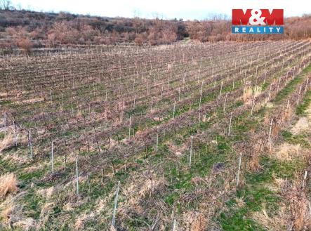 vinice_upravena_1.jpg | Prodej - pozemek, zemědělská půda, 9 215 m²