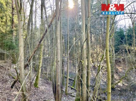 IMG_6140.jpeg | Prodej - pozemek, les, 4 113 m²