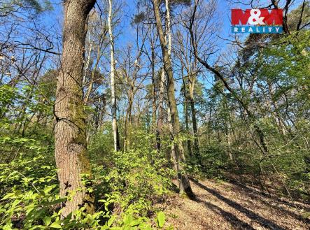 Les | Prodej - pozemek, les, 1 964 m²