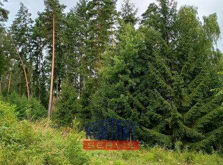 IMG_20250717_083834769_HDR | Prodej - pozemek, les, 2 562 m²