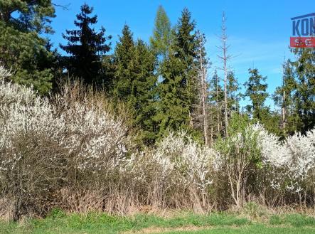 IMG_20260422_102425479_HDR | Prodej - pozemek, les, 32 753 m²