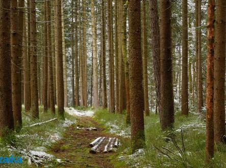 les.jpg | Prodej - pozemek, les, 58 908 m²
