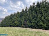 Prodej - pozemek, les, 51 563 m²