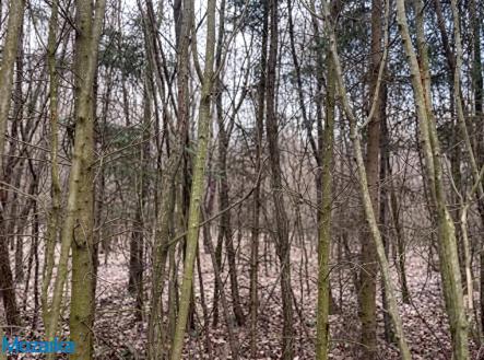 hermanice-les-2.jpg | Prodej - pozemek, les, 51 563 m²
