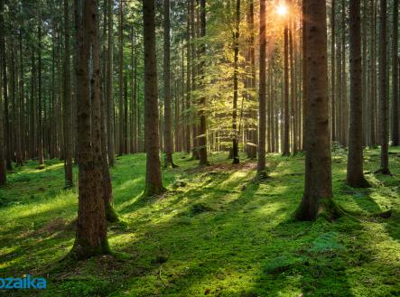 forest2-2.jpg | Prodej - pozemek, les, 14 738 m²