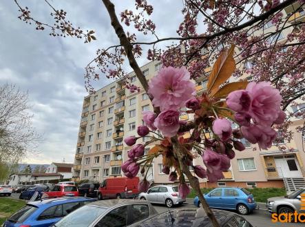 IMG_E9278 | Pronájem bytu, 1+1, 33 m²