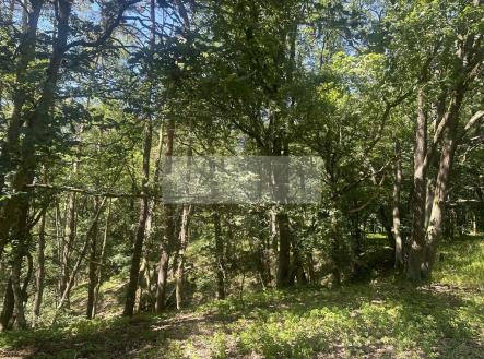 img-2029.jpg | Prodej - pozemek, les, 27 933 m²