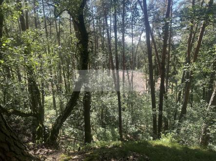 img-2030.jpg | Prodej - pozemek, les, 27 933 m²