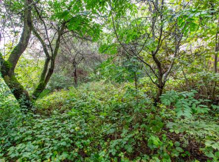 Prodej - pozemek, zahrada, 644 m²