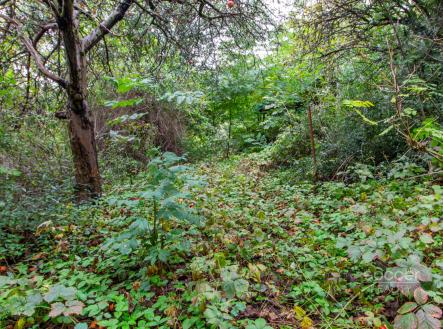 Prodej - pozemek, zahrada, 644 m²