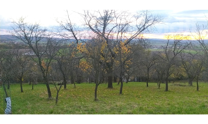 Prodej zahrady 3 492 m2 - Přílepy u Holešova-Vinohrádky