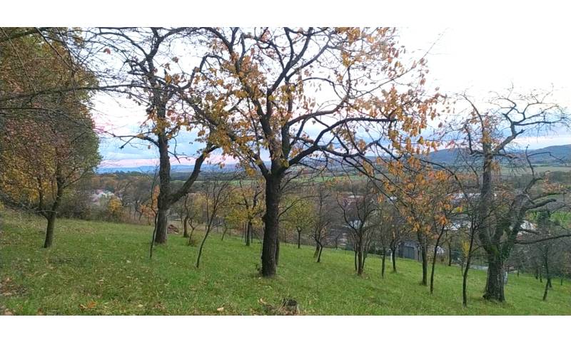 Prodej zahrady 3 492 m2 - Přílepy u Holešova-Vinohrádky