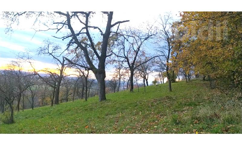 Prodej zahrady 3 492 m2 - Přílepy u Holešova-Vinohrádky