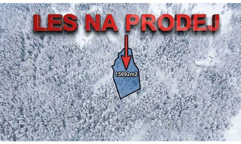 Prodej lesního pozemku 15 892 m2 - Bohdalovice u Velkých Hamrů
