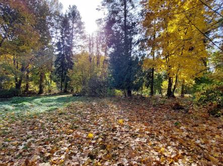 Podzim 2024 - foto před vykácením | Prodej - pozemek pro bydlení, 1 126 m²
