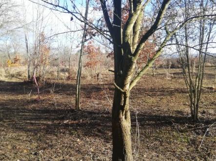 Prodej - pozemek, zahrada, 470 m²