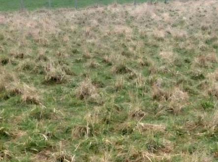 Prodej - pozemek, trvalý travní porost, 3 371 m²