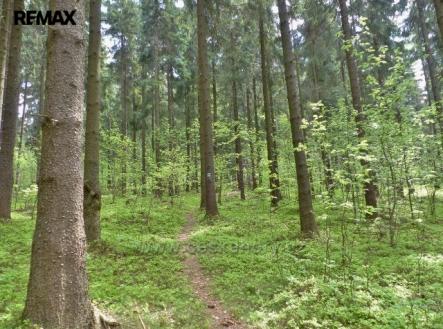 pisarov-3.jpg | Prodej - pozemek, les, 2 762 m²