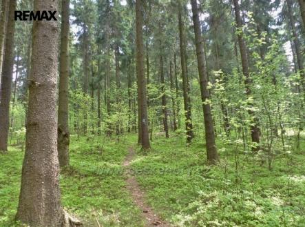 pisarov-3.jpg | Prodej - pozemek, les, 2 762 m²