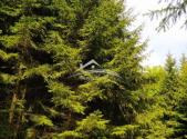 Prodej - pozemek, les, 8 890 m²