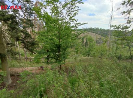 img-20250514-170606.jpg | Prodej - pozemek, les, 1 493 m²