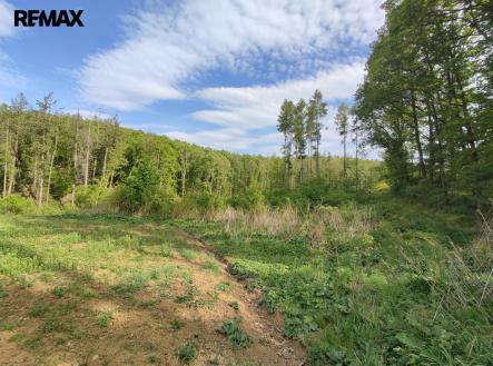 img-20250514-165058.jpg | Prodej - pozemek, les, 17 681 m²