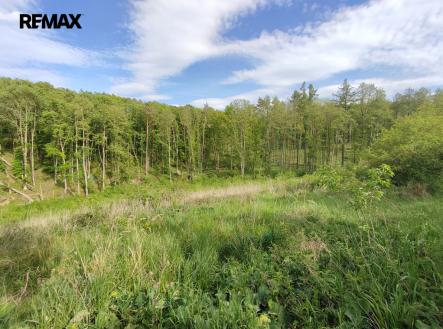 img-20250514-164641.jpg | Prodej - pozemek, les, 17 681 m²