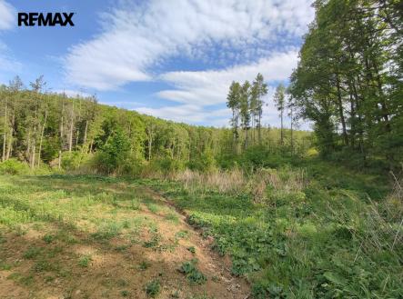 img-20250514-165058.jpg | Prodej - pozemek, les, 17 681 m²