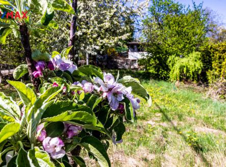 Květy třešně na vaší zahradě | Prodej - pozemek, zahrada, 528 m²