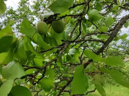 img-20240516-161511.jpg | Prodej - pozemek, zahrada, 1 279 m²