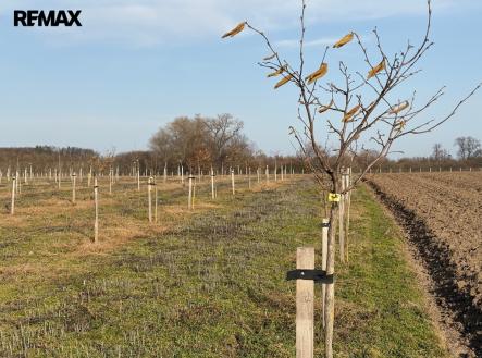 sad-hubal-6.jpeg | Prodej - pozemek, ostatní, 9 979 m²