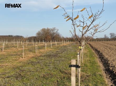 sad-hubal-6.jpeg | Prodej - pozemek, ostatní, 9 979 m²