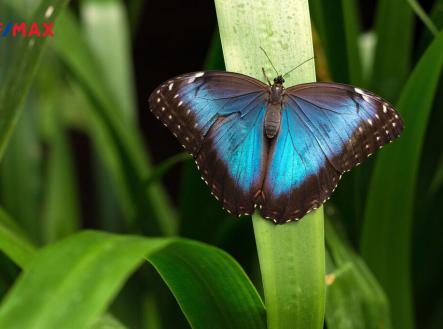 blue-morpho-butterfly-2022-03-02-16-17-27-utc.jpg | Prodej - pozemek pro komerční výstavbu, 250 467 m²