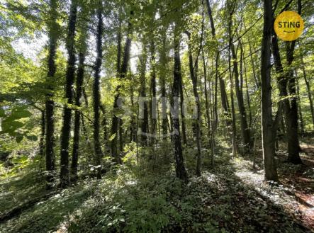 IMG_1930.jpeg | Prodej - pozemek, les, 9 789 m²