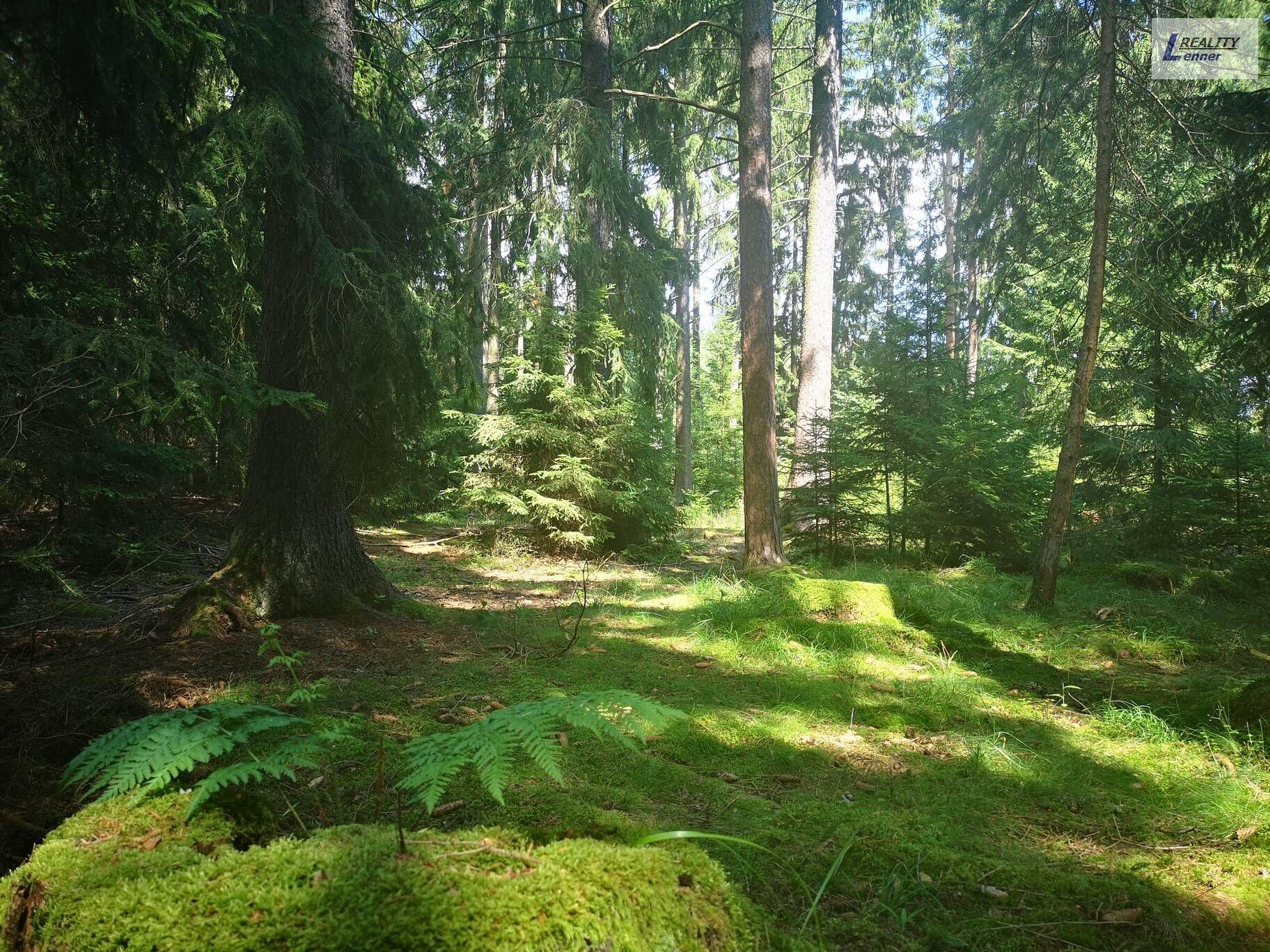 Lesní pozemek 59.470 m2 na pěkném a dobře přístupném místě, Nečín u Dobříše