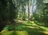 Prodej - pozemek, les, 59 470 m²