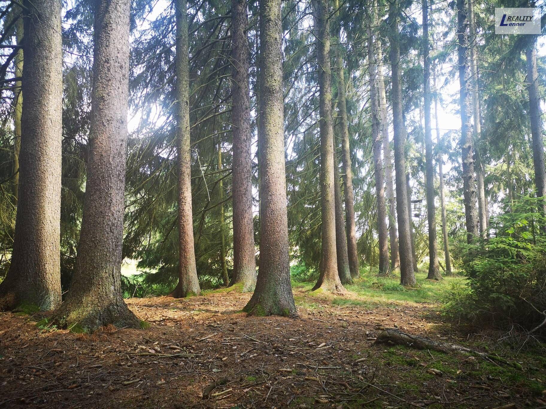 Lesní pozemek 59.470 m2 na pěkném a dobře přístupném místě, Nečín u Dobříše